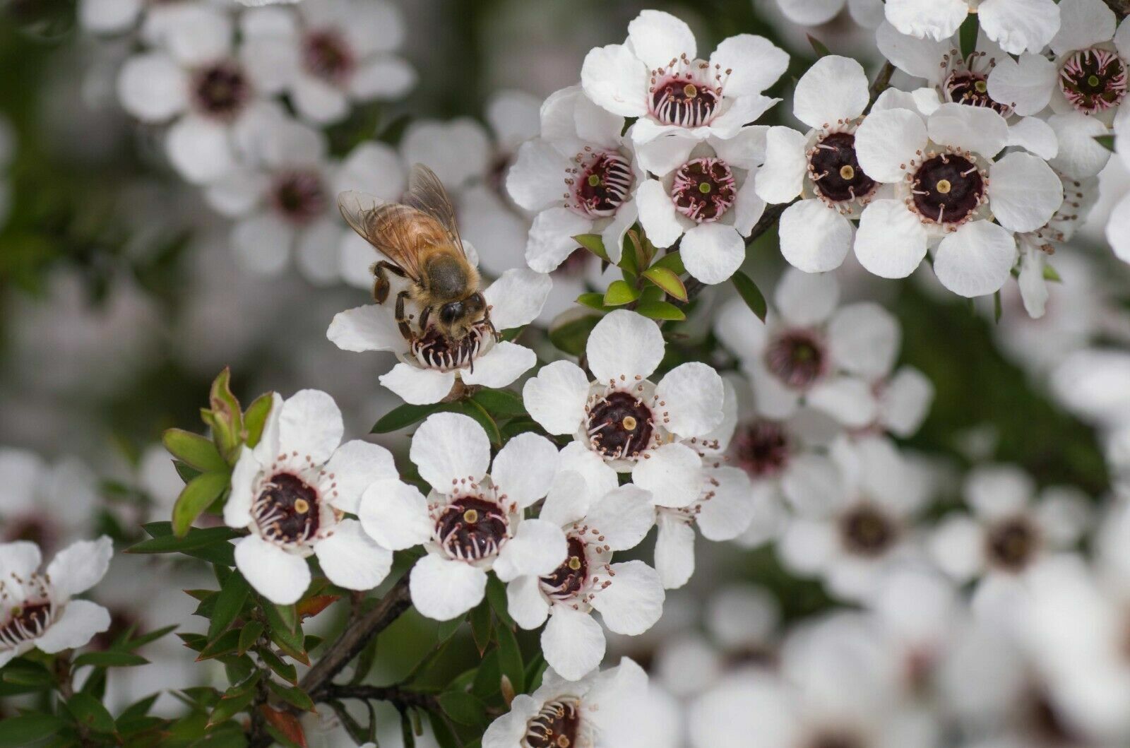 NUI Manuka Honey MGO 250+ | UMF 10+ | 250g